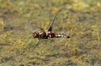 Broad-bodied Chaser (Libellula depressa - Female)