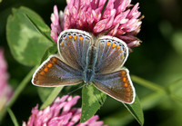 Common Blue (Polyommatus icarus - Female)
