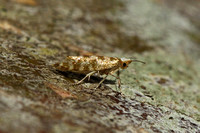 Argyresthia cupressella (Cypress-tip Moth)