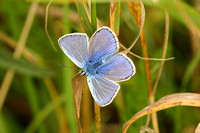 Common Blue (Polyommatus icarus - Male)