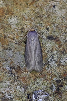 Achroia grisella (Lesser Wax Moth)