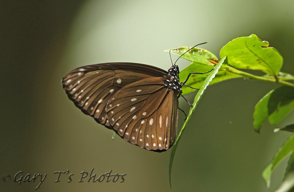 Great Crow (Euploea phaenareta)