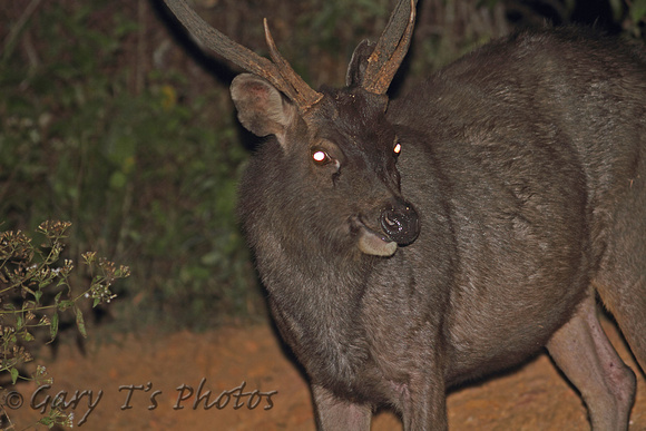 Sambar Deer (Rusa unicolor - Male)