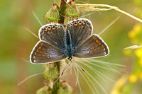 Common Blue (Polyommatus icarus - Female)
