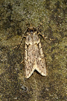Diurnea fagella (March Tubic - Male)