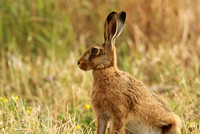 European (Brown) Hare (Lepus europaeus)