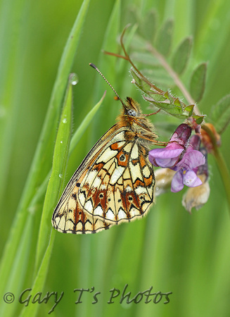 Small Pearl-bordered Fritillary (Boloria selene)