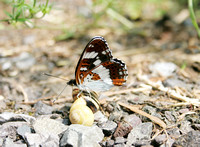 White Admiral (Limenitis camilla)