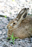 European (Brown) Hare (Lepus europaeus)