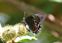 Pink-spotted Swallowtail (Papilio rogeri)