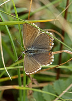 Chalkhill Blue (Polyommatus coridon - Female)