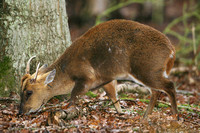 Muntjac (Barking) Deer (Muntiacus reevesi - Stag)