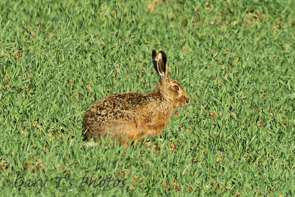 European (Brown) Hare (Lepus europaeus)