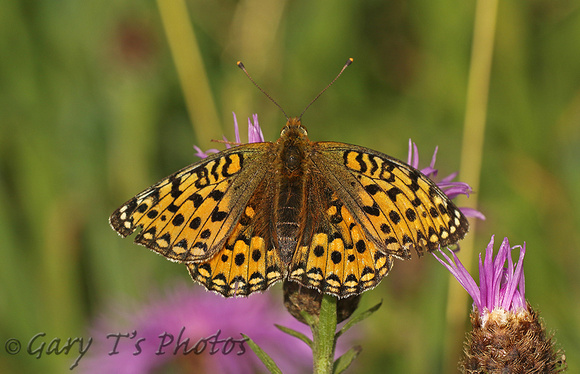 Small Pearl-bordered Fritillary (Boloria selene - Female)