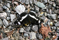 White Admiral (Limenitis camilla)