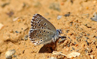 Panoptes Blue (Pseudophilotes panoptes)