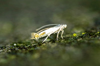 Lyonetiidae