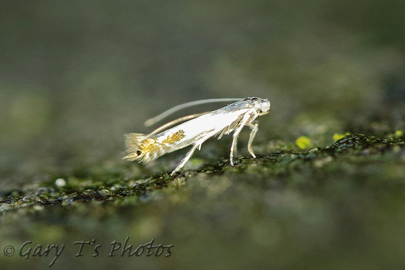 Lyonetia clerkella (Apple Leaf Miner)