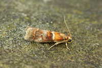 Pyralidae (Pyralid Moths)