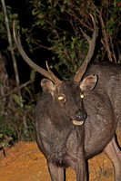 Sambar Deer (Rusa unicolor - Male)
