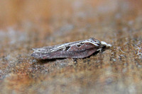 Acleris cristana (Tufted Button)