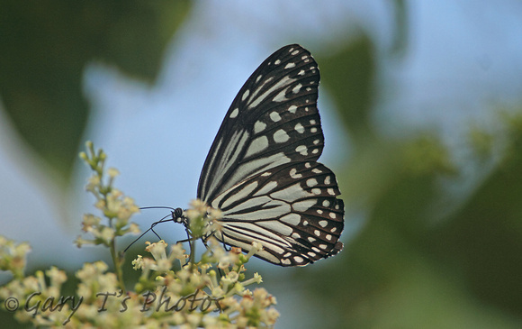 Glassy Tiger (Parantica aglea)