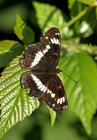 White Admiral (Limenitis camilla)