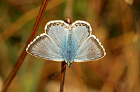 Chalkhill Blue (Polyommatus coridon)