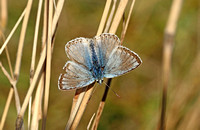 Chalkhill Blue (Polyommatus coridon - Male)