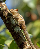 Indian Palm Squirrel (Funambulus palmarum)