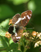 White Admiral (Limenitis camilla)