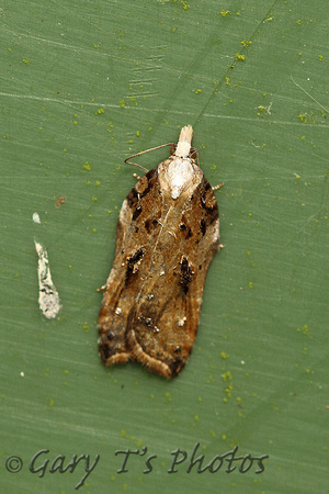 Acleris cristana (Tufted Button)