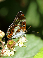 White Admiral (Limenitis camilla)