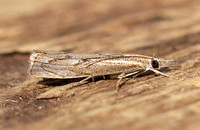 Agriphila geniculea (Elbow-striped Grass-veneer)