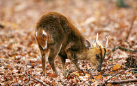 Muntjac (Barking) Deer (Muntiacus reevesi - Stag)