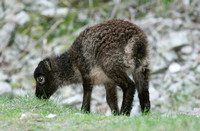 Soay Sheep (Ovis aries - Kid)