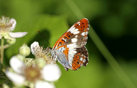 White Admiral (Limenitis camilla)