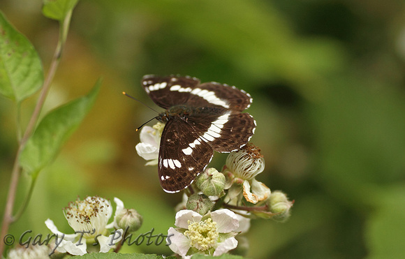 White Admiral (Limenitis camilla)