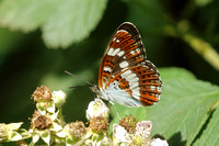 White Admiral (Limenitis camilla)