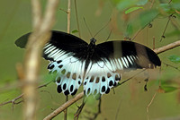 Blue Mormon (Papilio polymnestor)