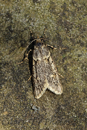 Diurnea fagella (March Tubic - Male)