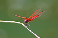 Crimson Dropwing (Trithemis aurora - Male)