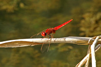 Scarlet Darter (Crocothemis erythraea)