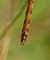 Common Darter (Sympetrum striolatum - Female)
