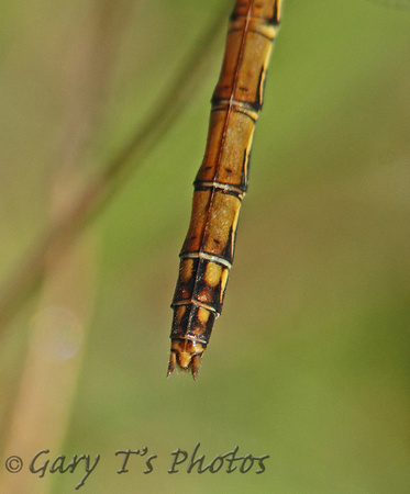 Common Darter (Sympetrum striolatum - Female)
