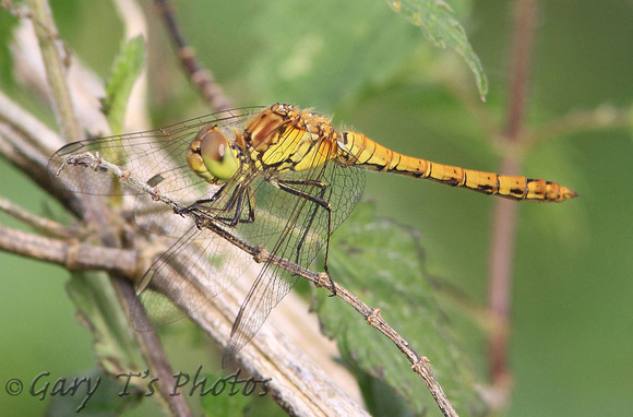 Common Darter (Sympetrum striolatum - Female)