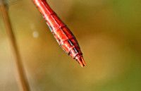 Ruddy Darter (Sympetrum sanguine - Male)