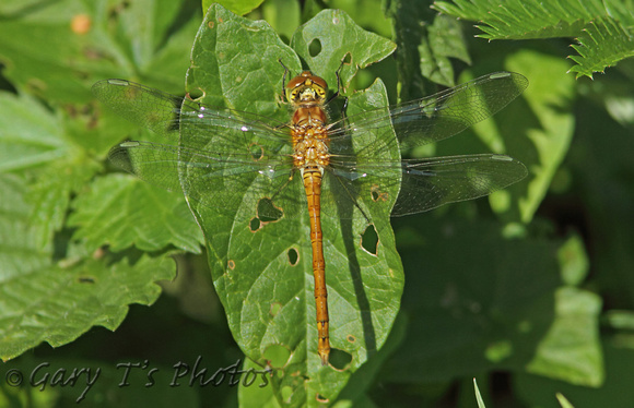 Common Darter (Sympetrum striolatum - Male Immature)