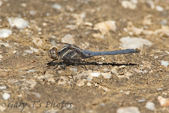 Small Skimmer (Orthetrum taeniolatum - Male)