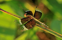 Pied Parasol (Neurothemis tulle - Male)
